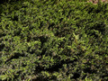 Juniperus conferta IMG_4534 Jałowiec nadbrzeżny